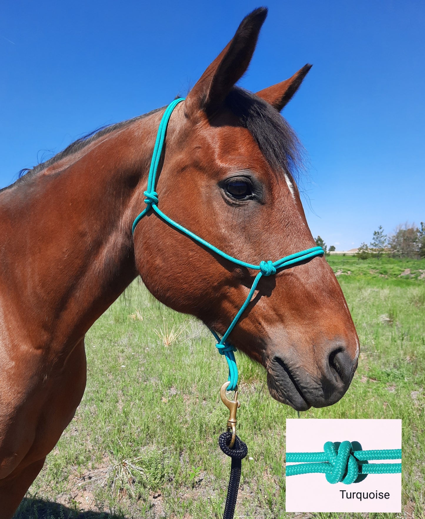 2 Knot Stiff Rope Halter ( Variety of Colors Available )